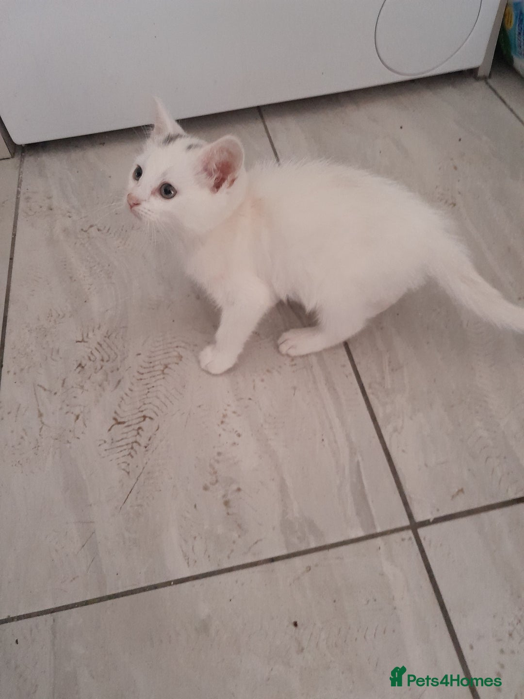 British Longhair cats for sale: White kitten for sale  - Advert 4