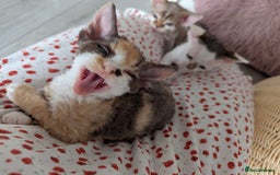 Devon Rex cats for sale: 🌼Curly, gorgeous Devon Rex Kittens available  - Image 13