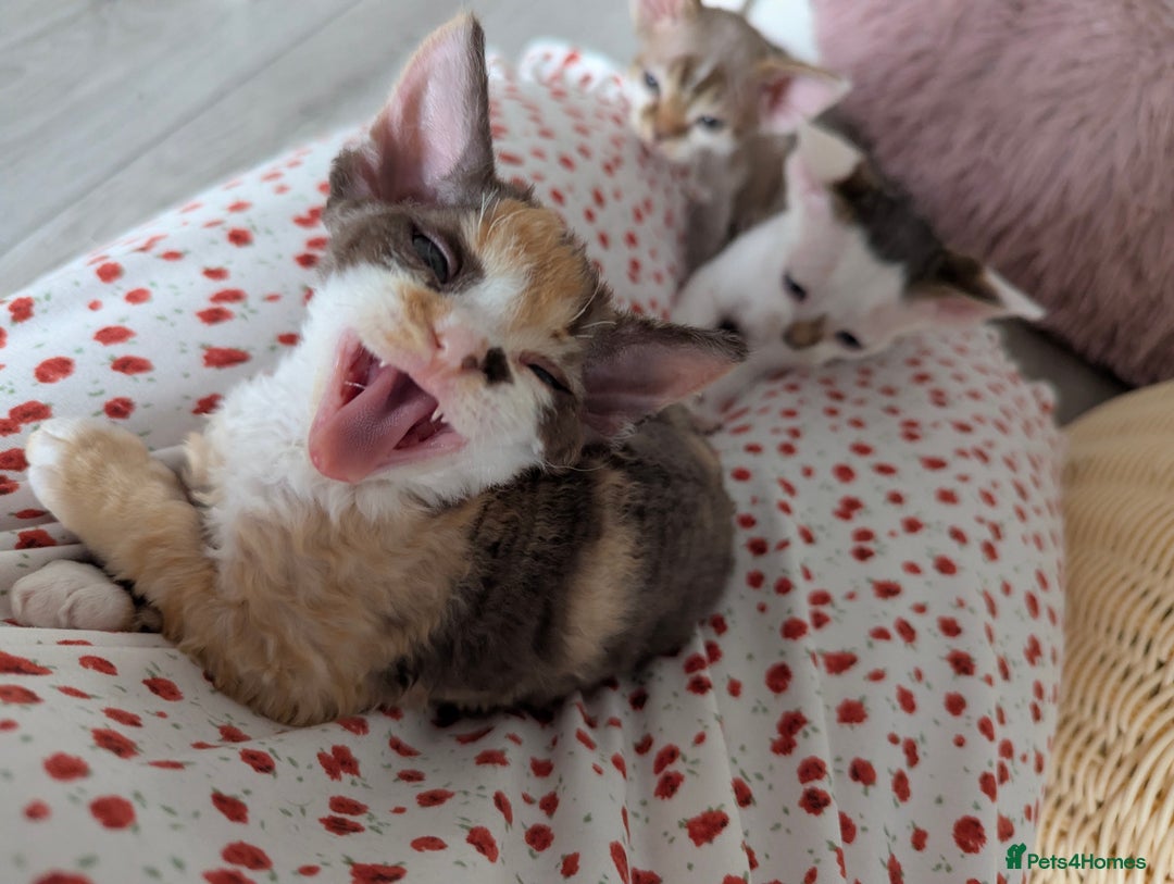 Devon Rex cats for sale: 🌼Curly, gorgeous Devon Rex Kittens available  - Image 13