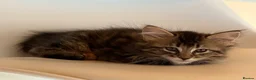Maine Coon cats for sale: Maine coon cross kittens - Advert 7