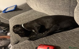 Staffordshire Bull Terrier dogs for sale: Stafford bull terrier - Image 3