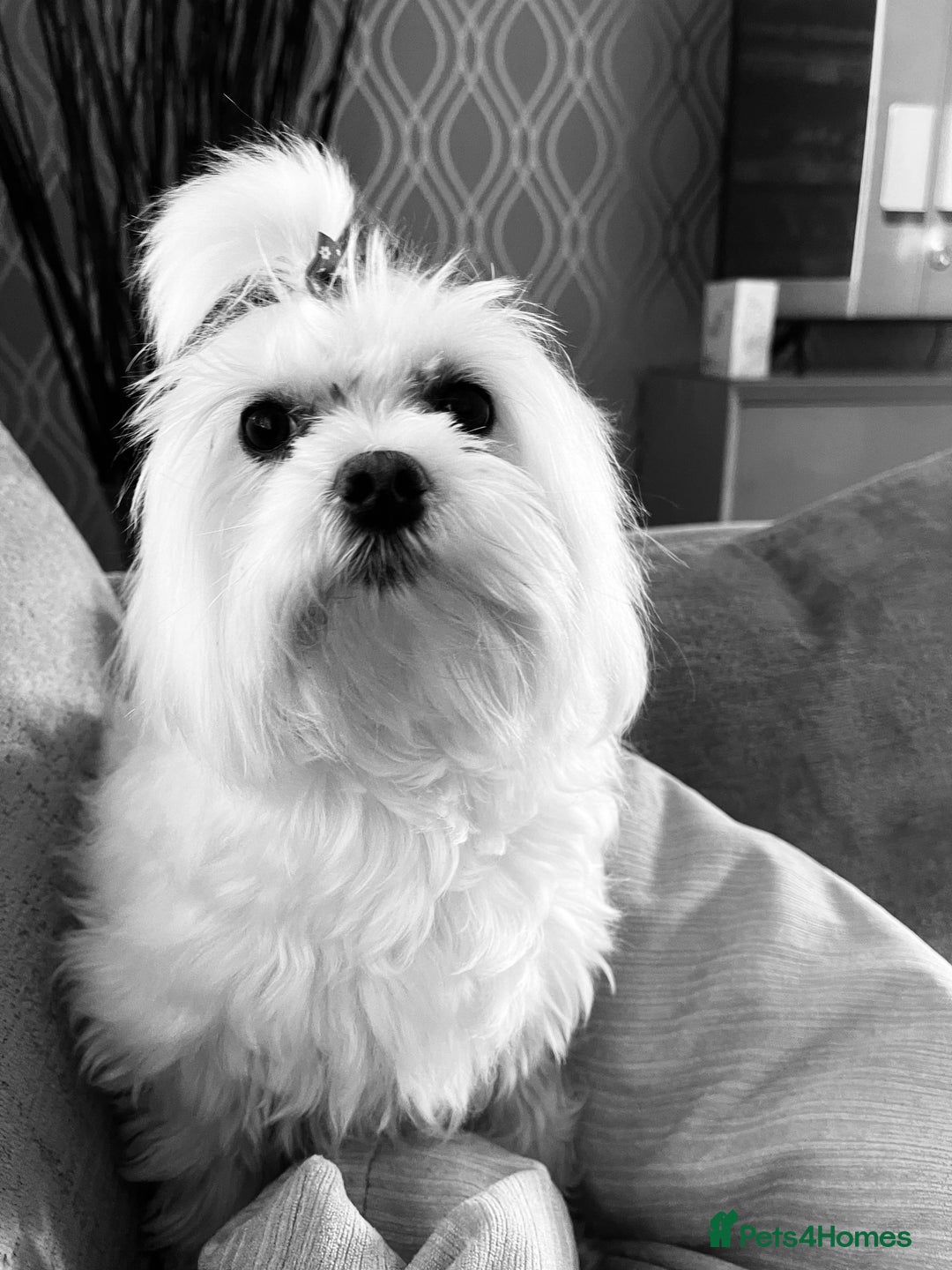 Maltese dogs for sale: Adorable Korean KC Maltese  - Advert 2