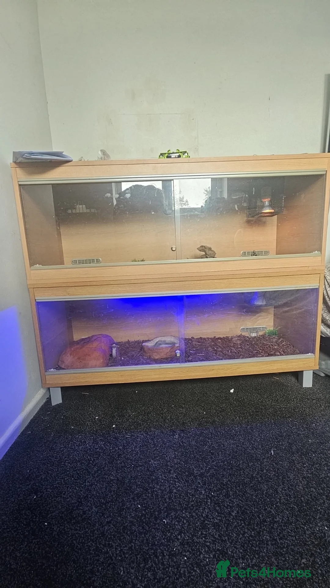 Python Snake reptiles for sale: 5-6 year old adult female royal python  in Farnborough - Advert 2