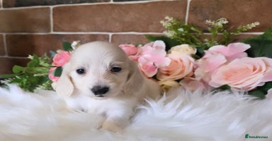 Miniature Dachshund dogs - Advert 10