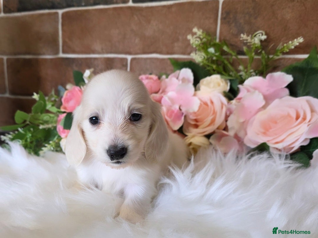 Miniature Dachshund dogs for sale: Stunning KC Reg Clear Cream Mini Dachshunds   - Image 3