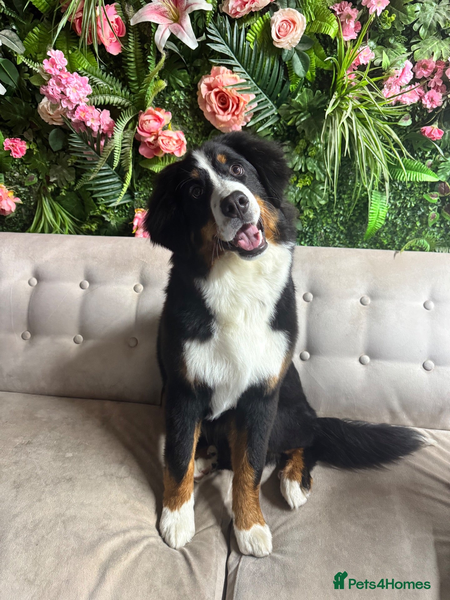 Bernese Mountain Dog dogs Bernese mountain dog puppy  - Advert 13