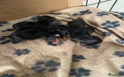 Yorkshire Terrier dogs for sale: 4 beautiful Yorkshire terrier pups  - Image 7