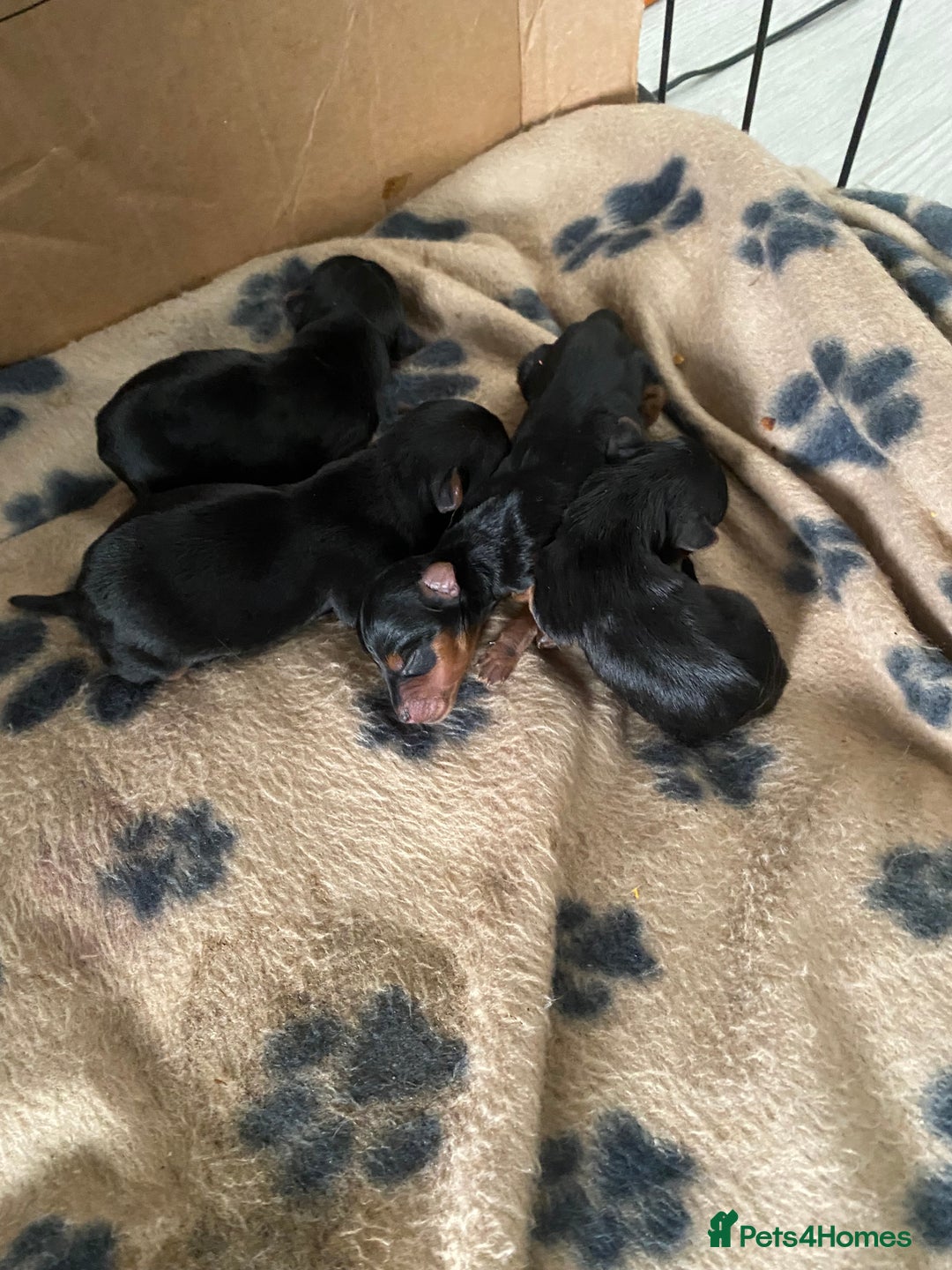 Yorkshire Terrier dogs for sale: 4 beautiful Yorkshire terrier pups  - Image 7