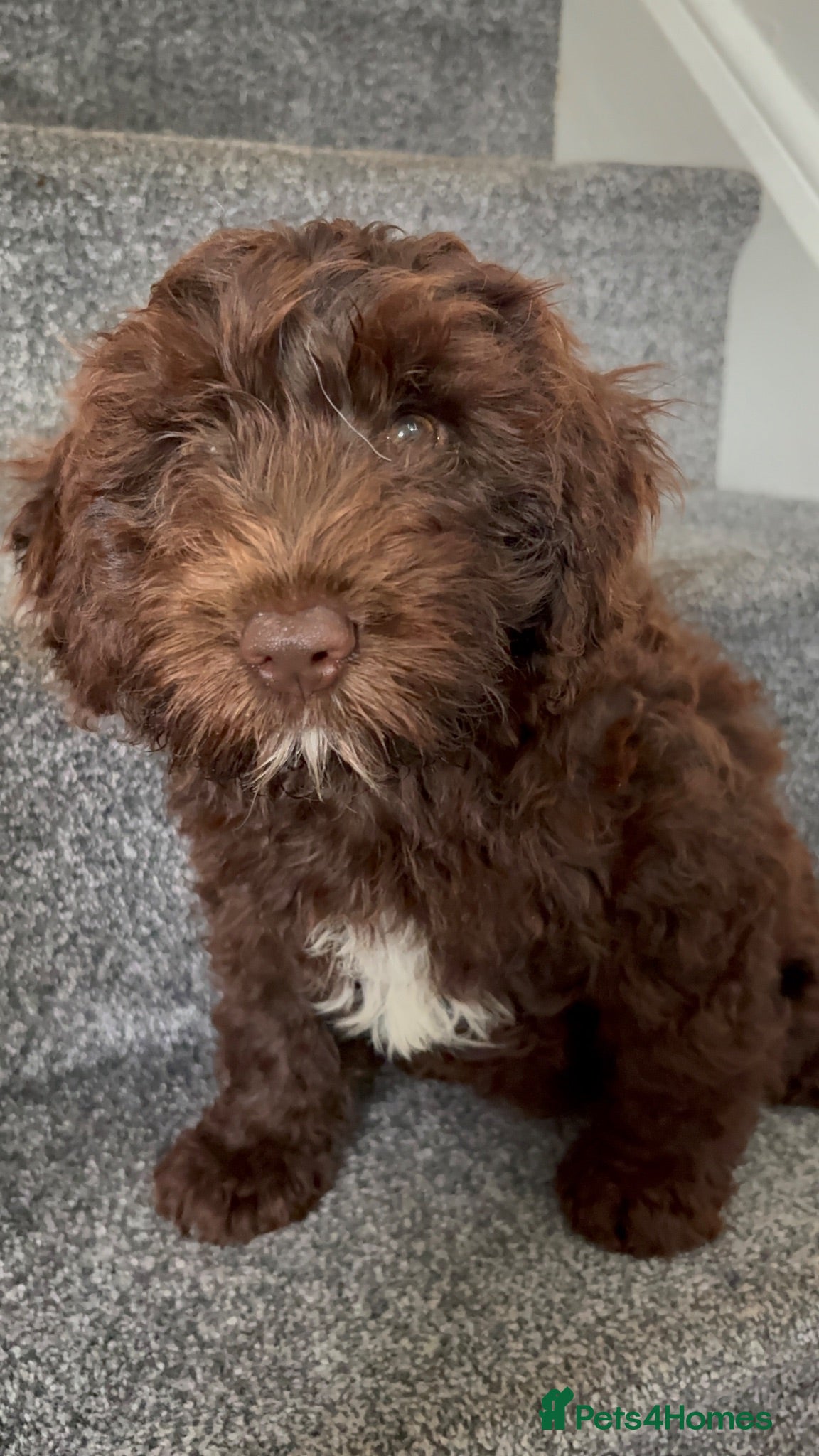 Cockapoo dogs Full Vaccinations READY NOW Show Cockapoo F1b - Advert 1