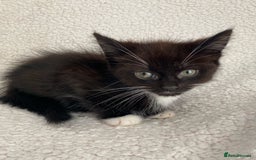 Domestic Shorthair cats for sale: Fluffy Black and White Male Kitten  - Image 5
