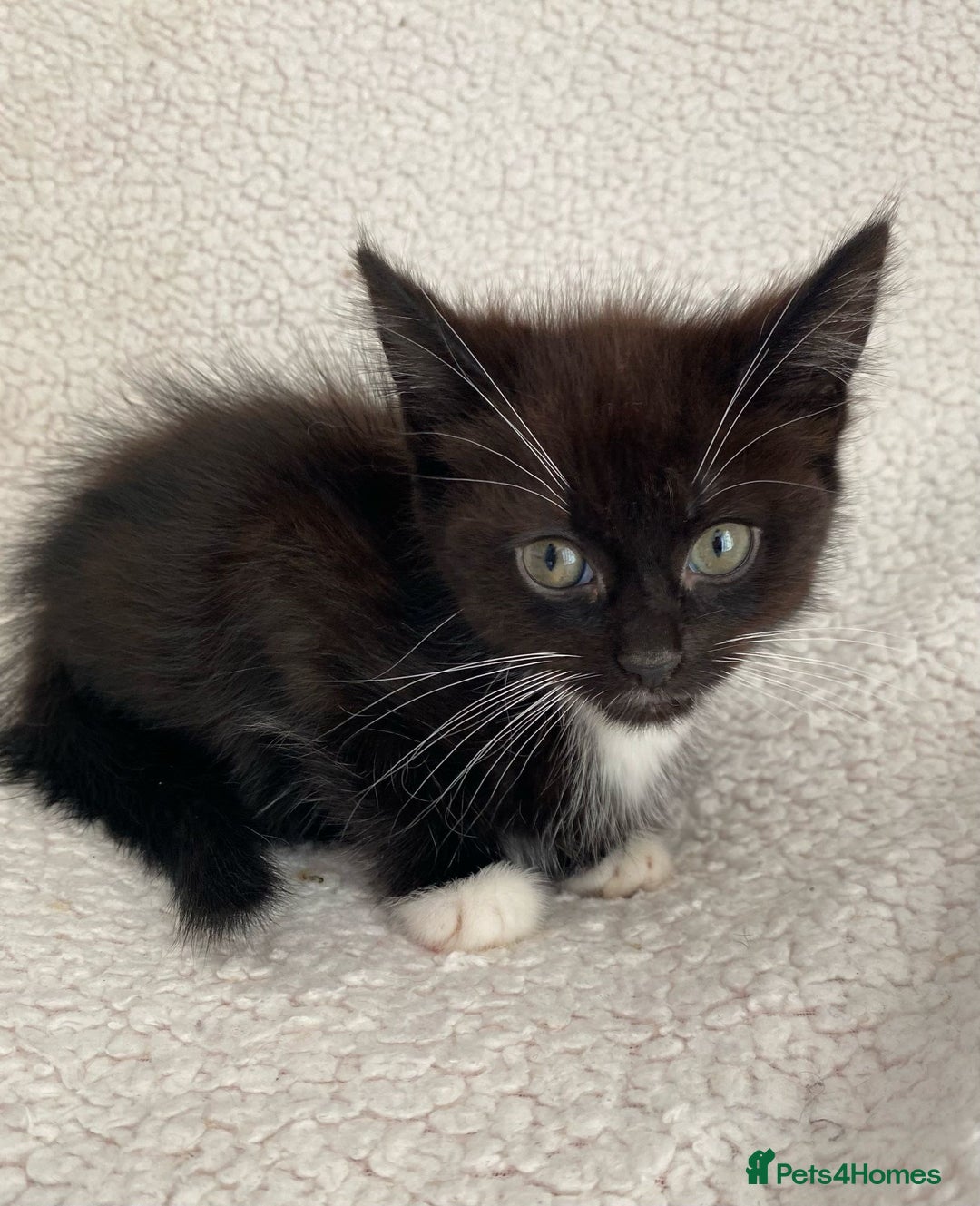 Domestic Shorthair cats for sale: Fluffy Black and White Male Kitten  - Image 5