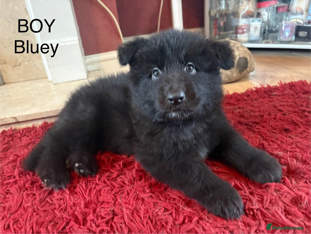 German Shepherd dogs for sale: German Shepherd Puppies - Advert 2