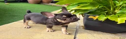 French Bulldog dogs for sale: Buster  in Cardiff - Advert 8