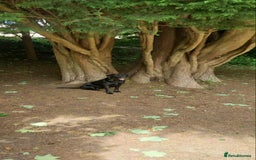 Labrador Retriever dogs for stud: Looking for a stud for my 3yr old lab - Image 4