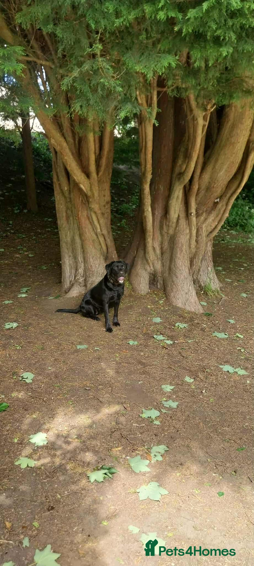 Labrador Retriever dogs for stud: Looking for a stud for my 3yr old lab - Image 4