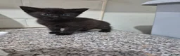 Mixed Breed cats for sale: Beautiful kittens - Advert 3