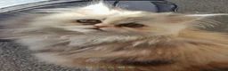 Persian cats for sale: Persian  - Advert 1