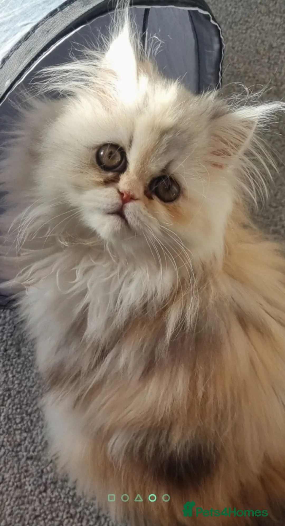 Persian cats for sale: Persian  - Advert 1