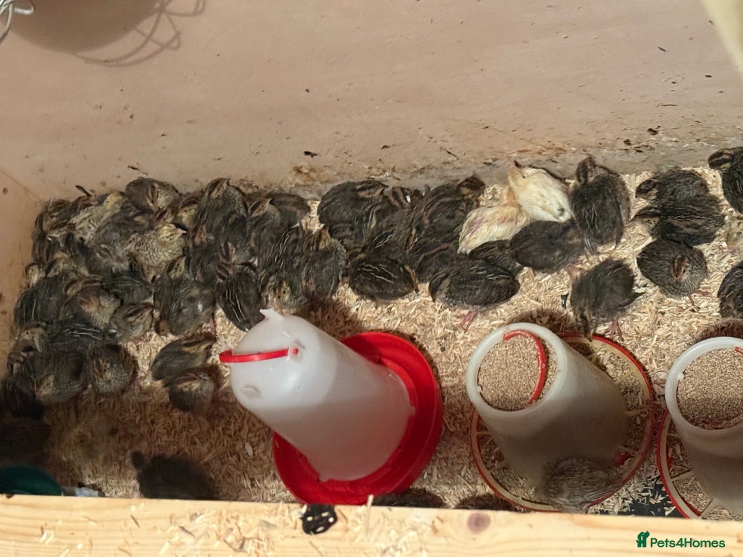 Quail poultry for sale: 🚨 COTURNIX QUAIL AVAILABLE NOW! 🐣🐥 - Image 2