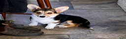 Welsh Corgi Pembroke dogs for sale: Hand reared Pembroke Corgis in Tenby - Advert 1