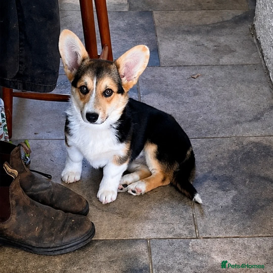 Welsh Corgi Pembroke dogs for sale: Hand reared Pembroke Corgis in Tenby - Advert 1