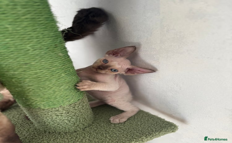 Devon Rex cats - Advert 1
