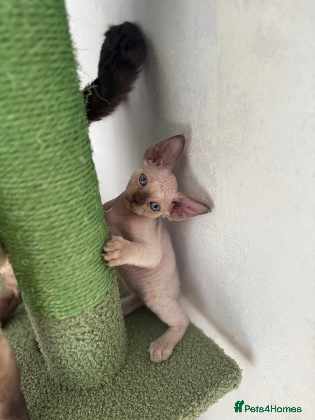 Devon Rex cats for sale: ‼️Last boy left ‼️🤩😍🤩 - Image 1