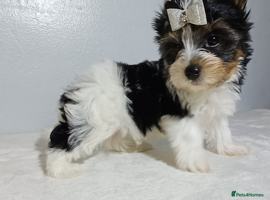 Yorkshire Terrier dogs for sale: 100% Biewer yorkshire-terrier Pedigree  - Advert 1