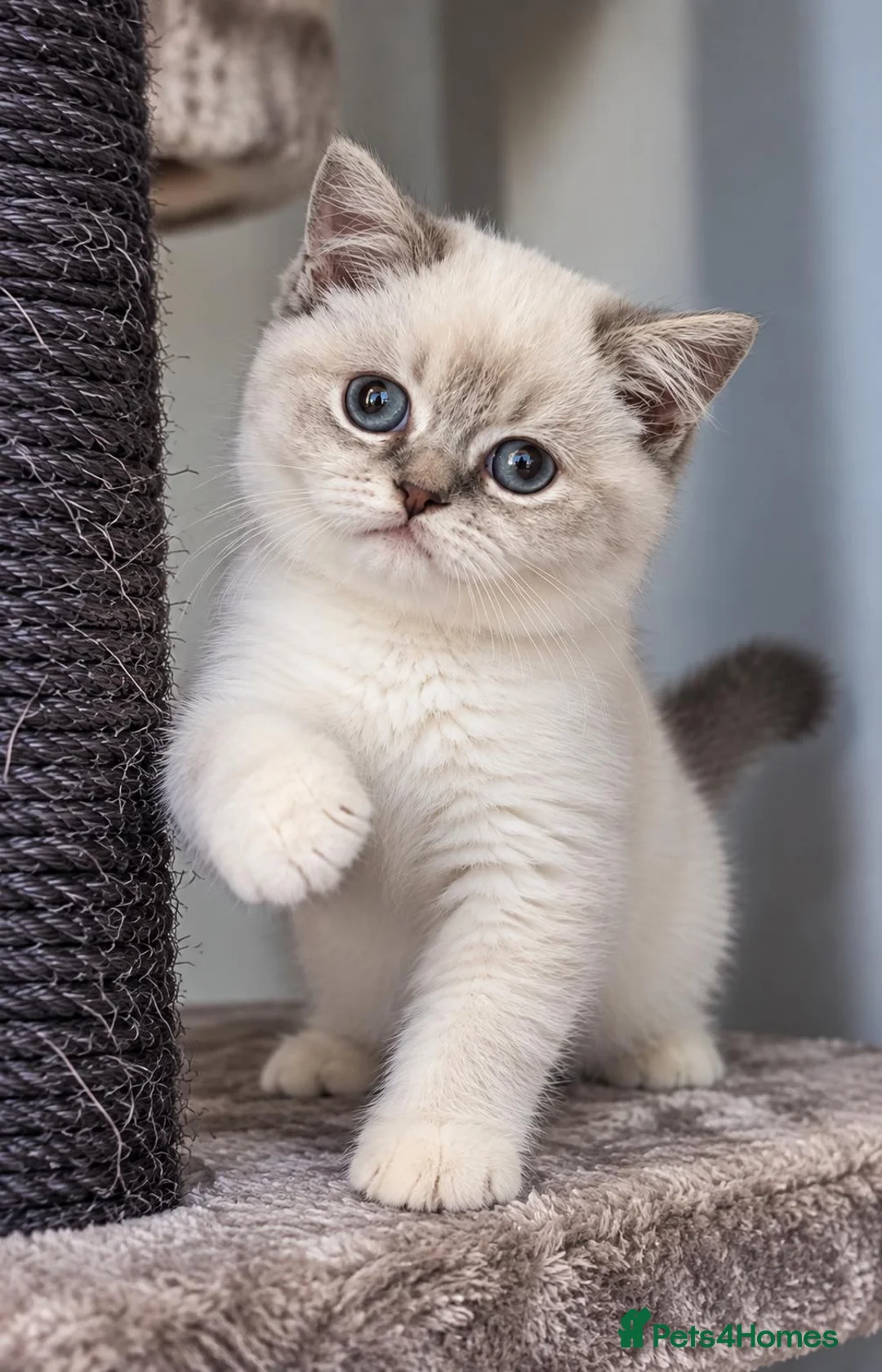 British Shorthair cats for sale: 🩷 LAST 2 GIRLS 🏆TICA reg 🐾 BSH - Advert 2