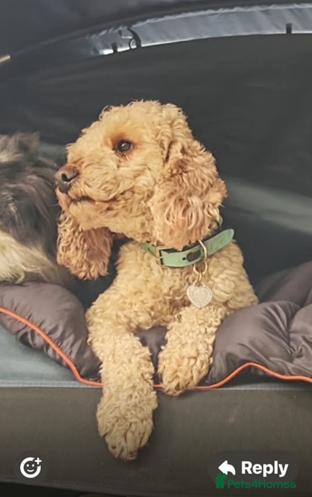 Cockapoo dogs for sale: beautifull fib cockerpoos  - Advert 5