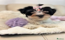 Biewer Terrier dogs for sale: 🩶🩷Biewer-Biro Champion heritage pups! 🐶❤️ - Image 30