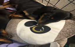 Dachshund dogs for sale: 1 handsome Dachshund Boy left - Advert 11