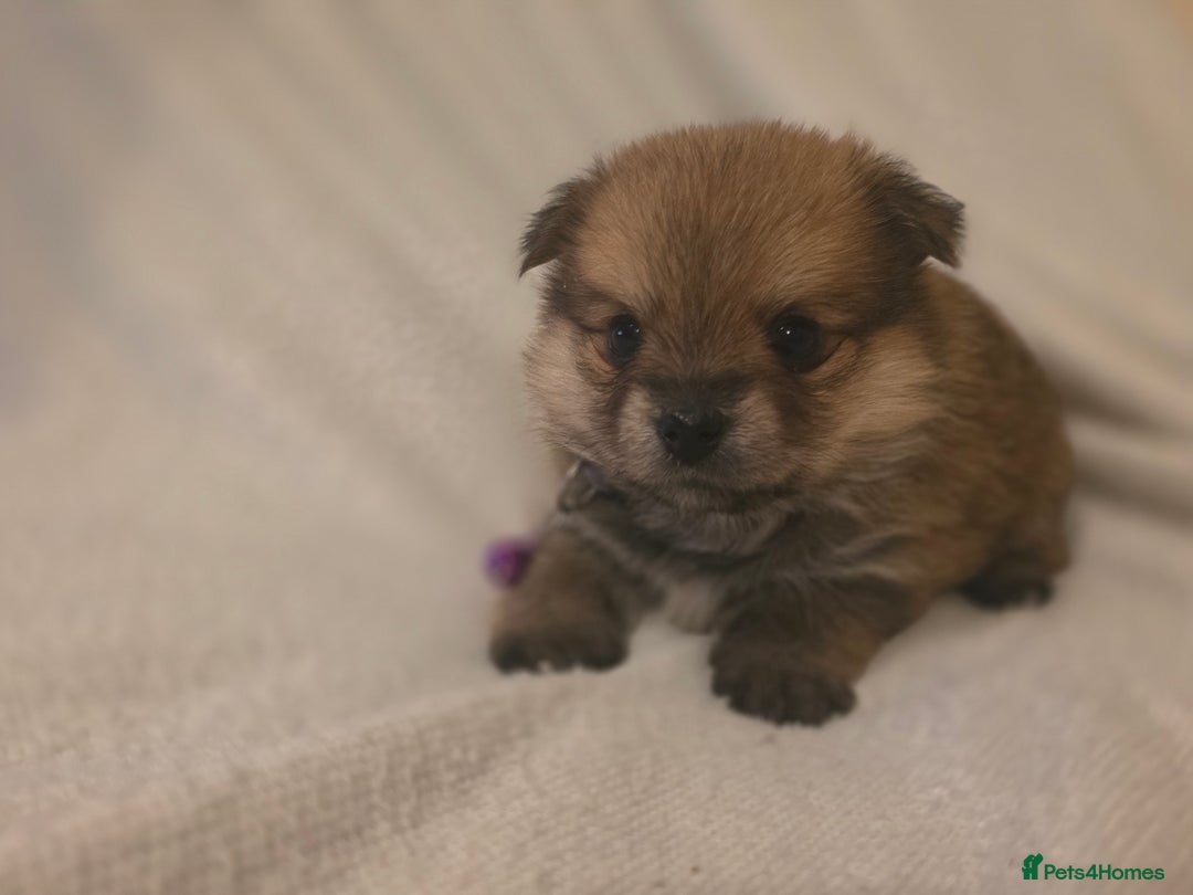 Mixed Breed dogs for sale: Yorkie-pom puppies  - Image 12