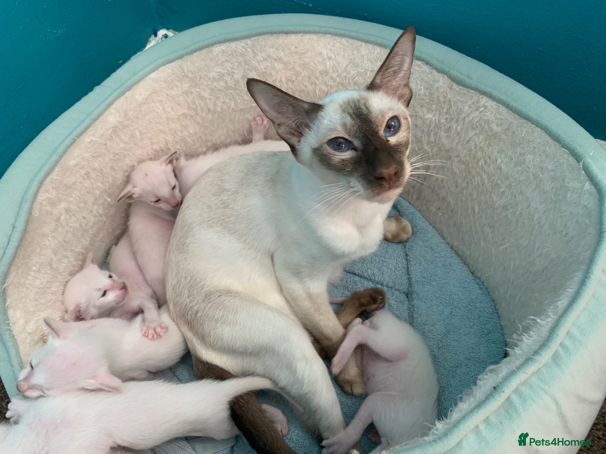 Siamese cats Lilac point & chocolate point kittens  - Advert 1