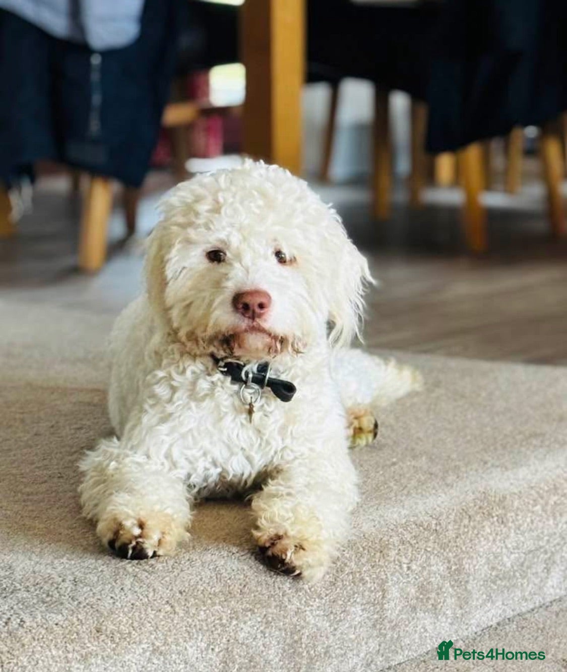 Lagotto Romagnolo dogs Lagotto ramagnolo for stud  - Advert 3