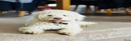 Lagotto Romagnolo dogs for stud: Lagotto ramagnolo for stud  - Advert 1