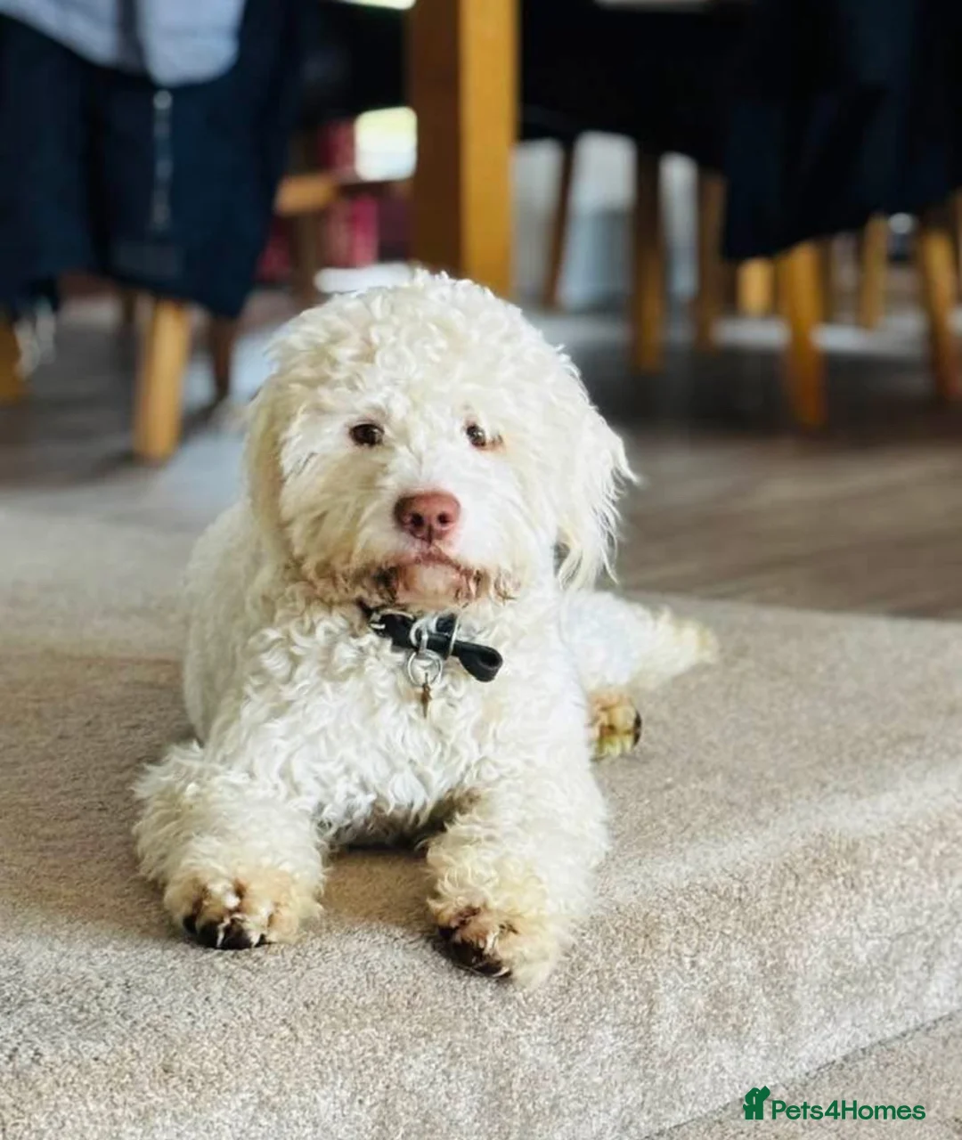 Lagotto Romagnolo dogs for stud: Lagotto ramagnolo for stud  - Advert 1
