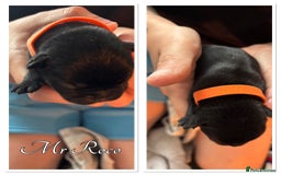 French Bulldog dogs for sale: French Bulldog Puppies in Altrincham - Image 12