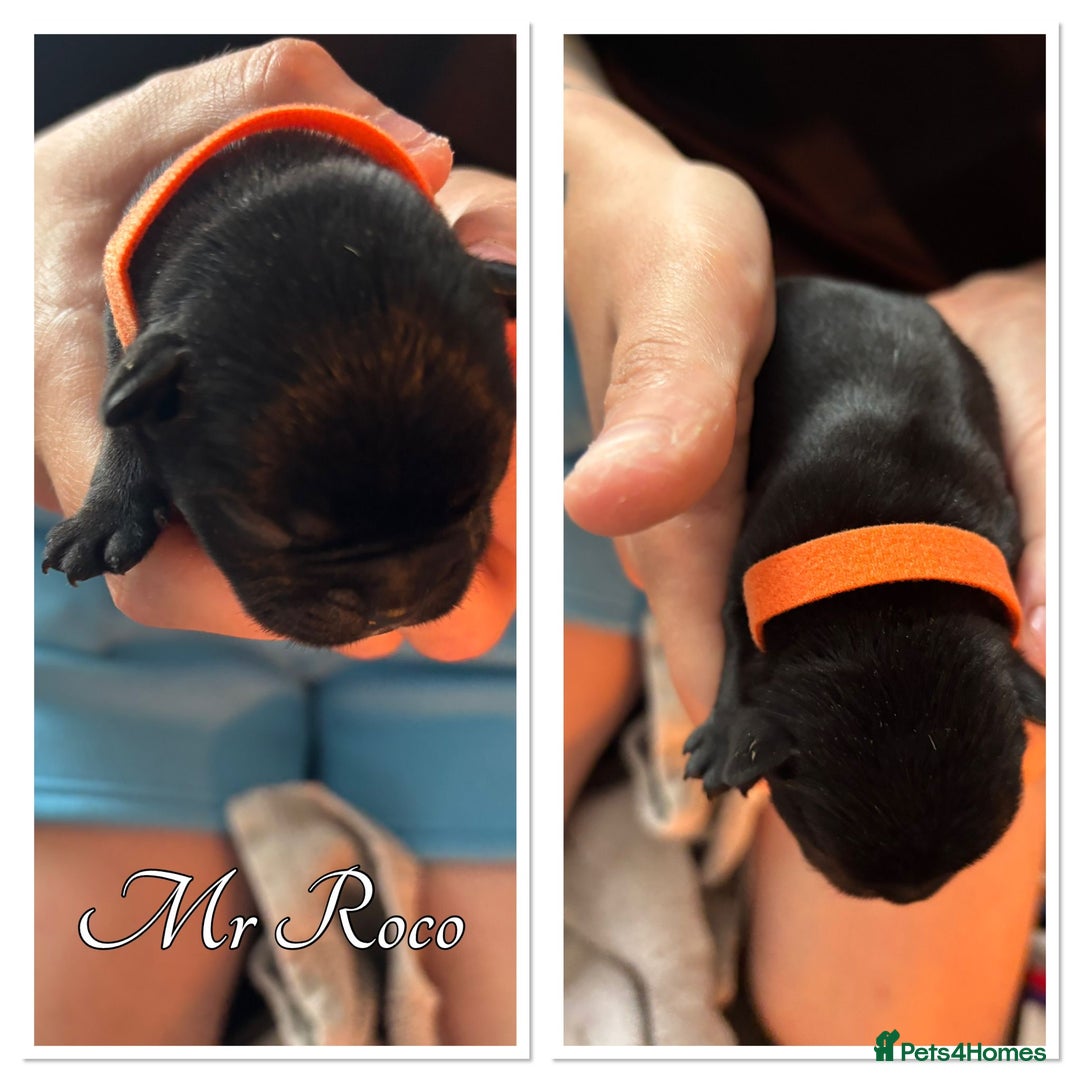 French Bulldog dogs for sale: French Bulldog Puppies in Altrincham - Image 12
