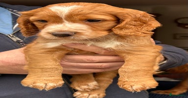 Cocker Spaniel dogs - Advert 3