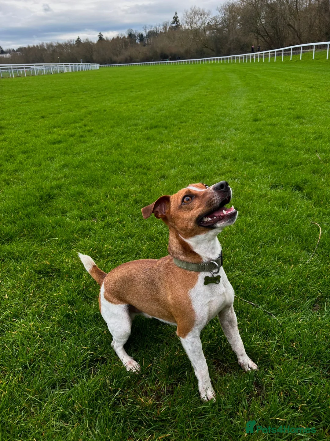 Jack Russell dogs for stud: Jack Russell stud available - Advert 3