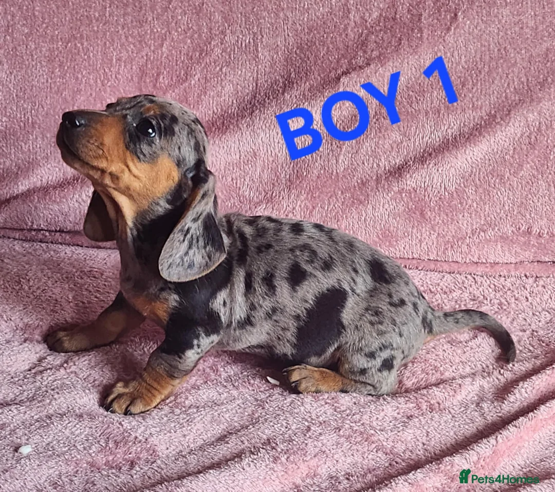 Miniature Dachshund dogs for sale: 🐶🐶8 stunning miniature dashund puppy’s  - Advert 13