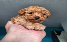Toy Poodle dogs for sale: Tiny toy poodle female apricot - Image 9