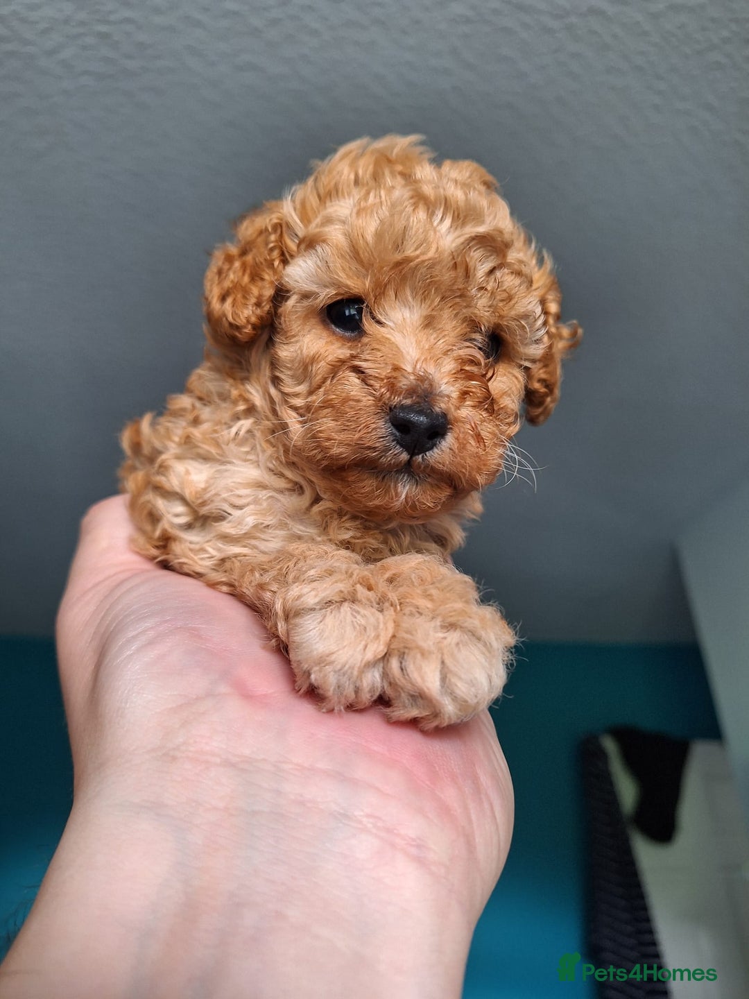 Toy Poodle dogs for sale: Tiny toy poodle female apricot - Image 9