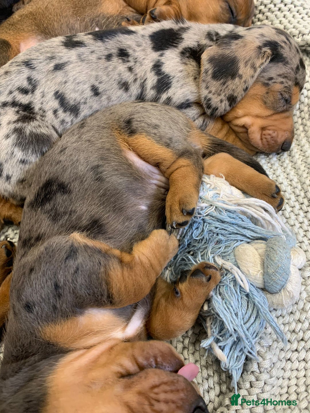 Miniature Dachshund dogs for stud: Miniature Red Dapple - KC Reg in Sheffield - Advert 13