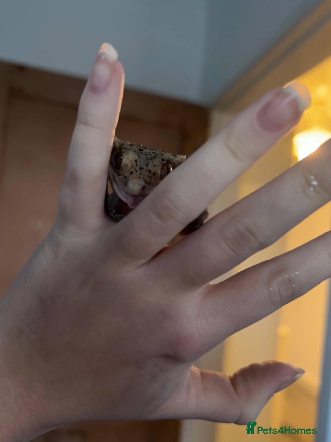 Gecko reptiles for sale: Super Dalmatian Crested Gecko - Advert 6