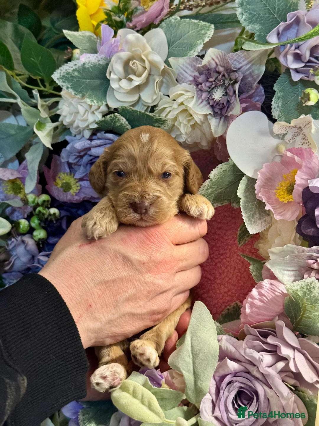Cockapoo dogs for sale: 8 dna clear gorgeous Cockerpoo puppies  - Advert 10