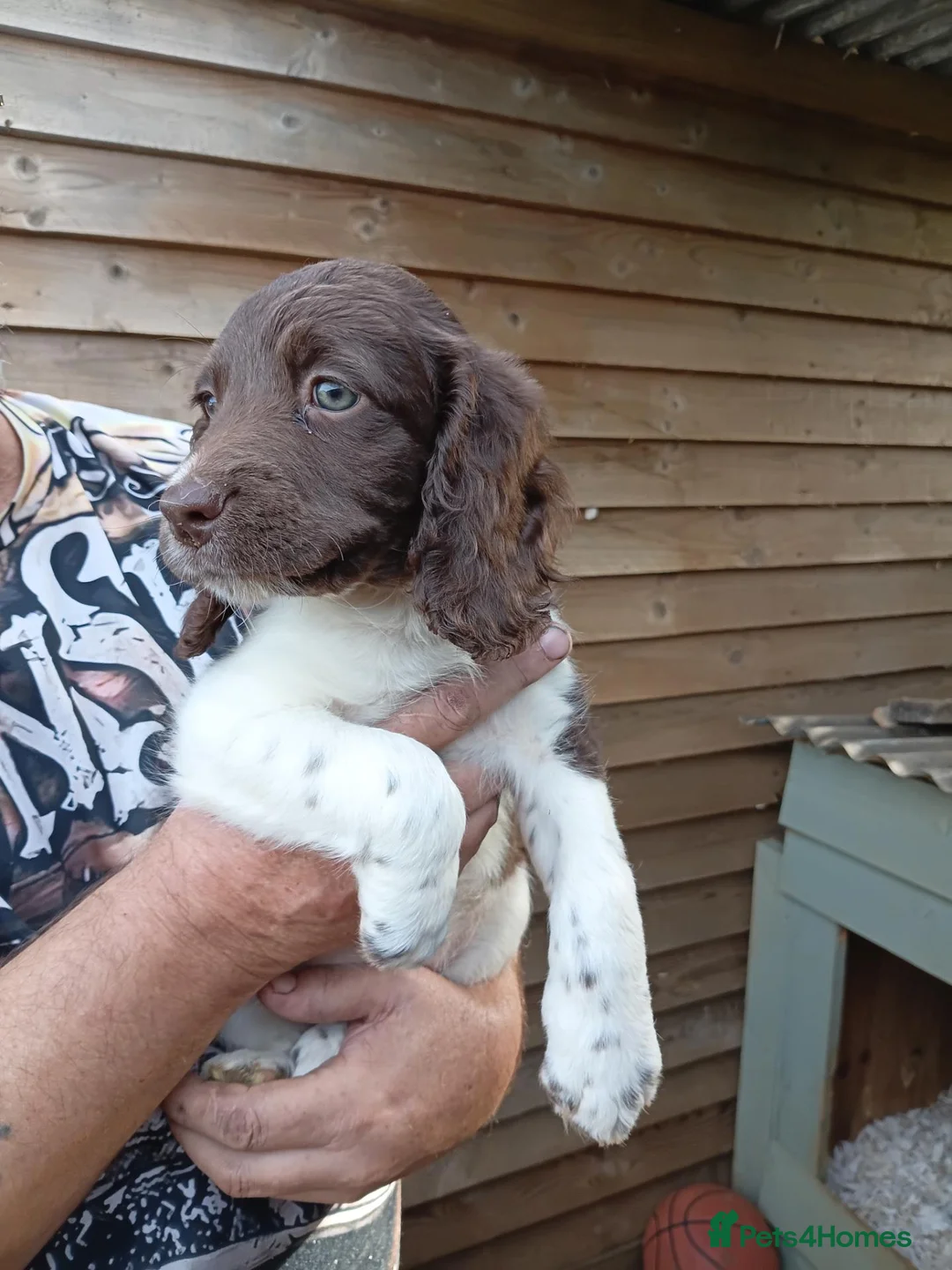 Mixed Breed dogs for sale: SPRINGADOODLE PUPPIES in King's Lynn - Advert 1