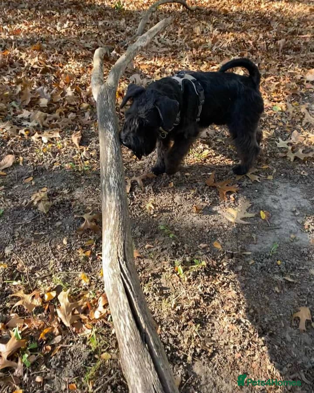 Miniature Schnauzer dogs for sale: Male Miniature Schnauzer - Advert 3