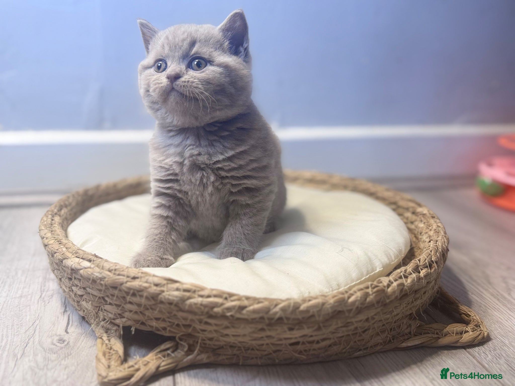 British Shorthair cats 🐾 LAST MALE AVAILABLE-GCCF reg BSH Kittens  - Advert 2